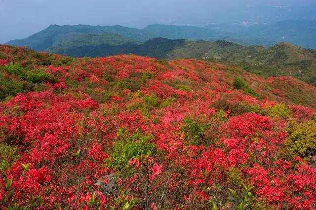 石城八卦脑杜鹃花